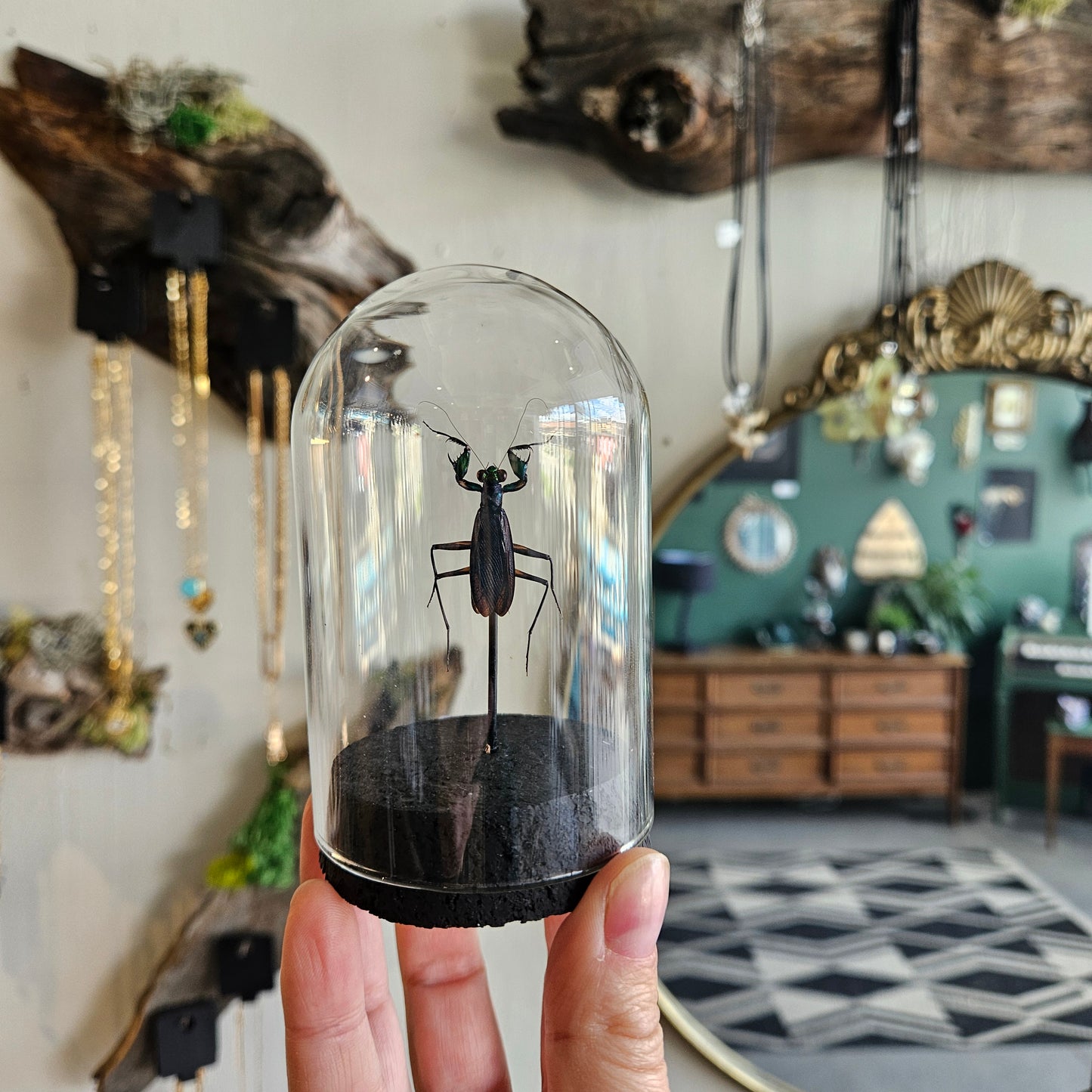 Metallic Praying Mantis Dome