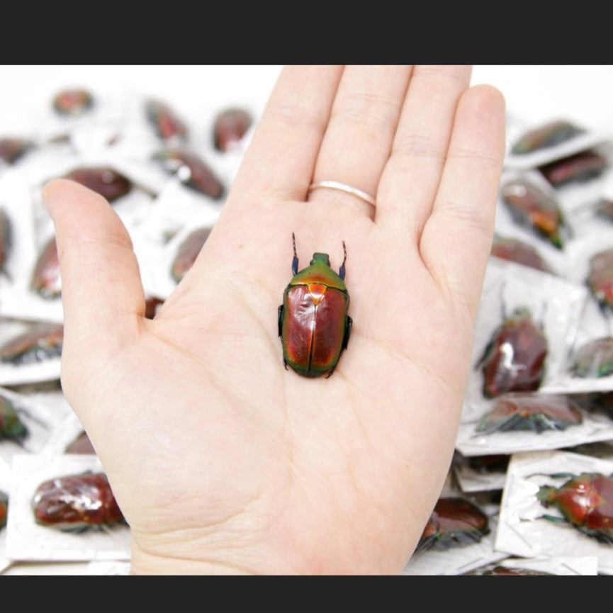 Taxidermy Red Flower Beetle