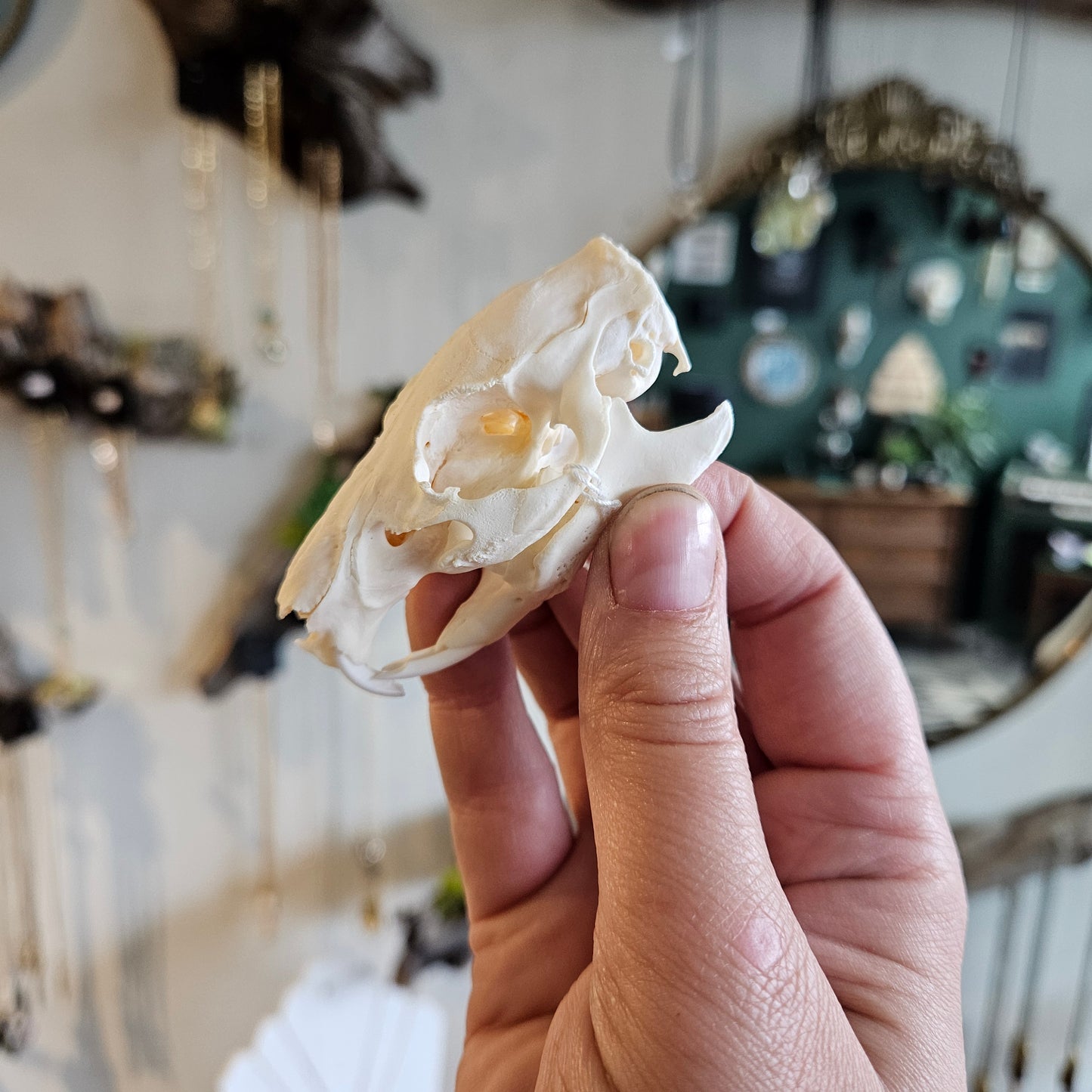 Svelte Rabbitry Guinea Pig Skulls