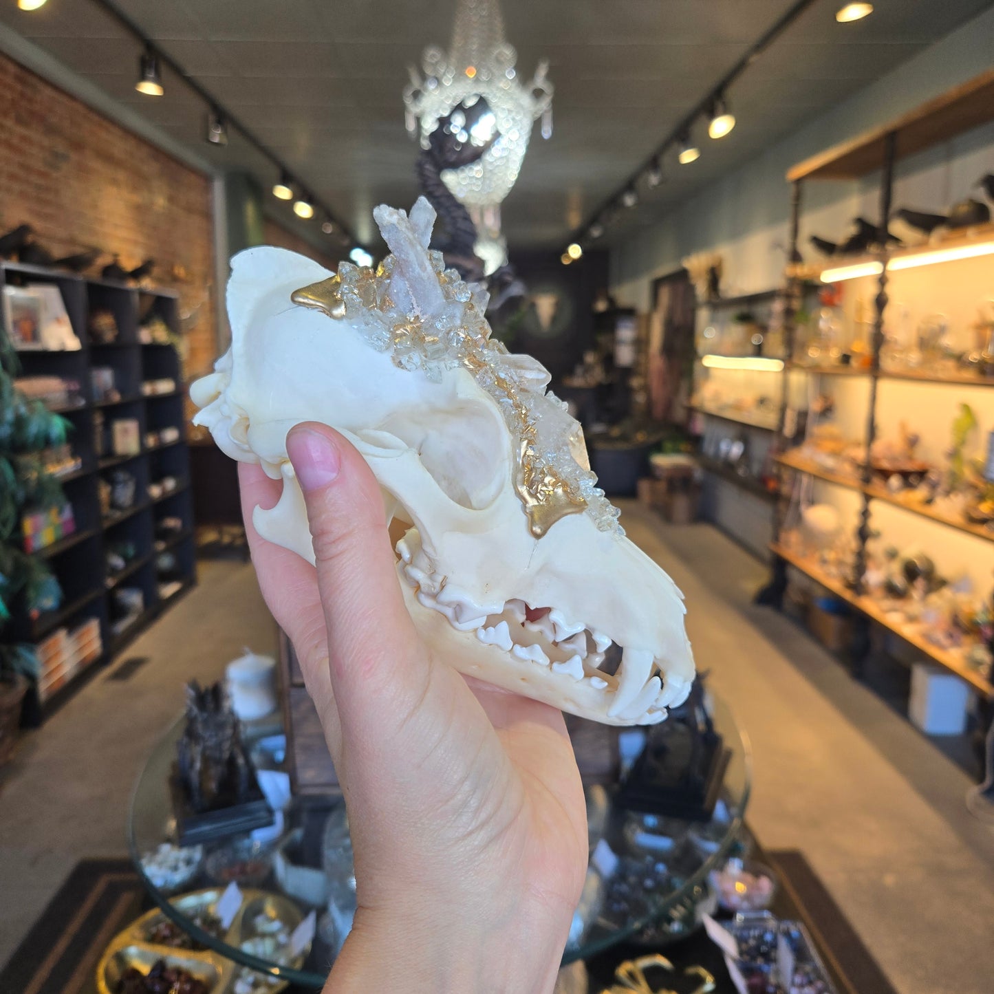 Road 102 Coyote Skull