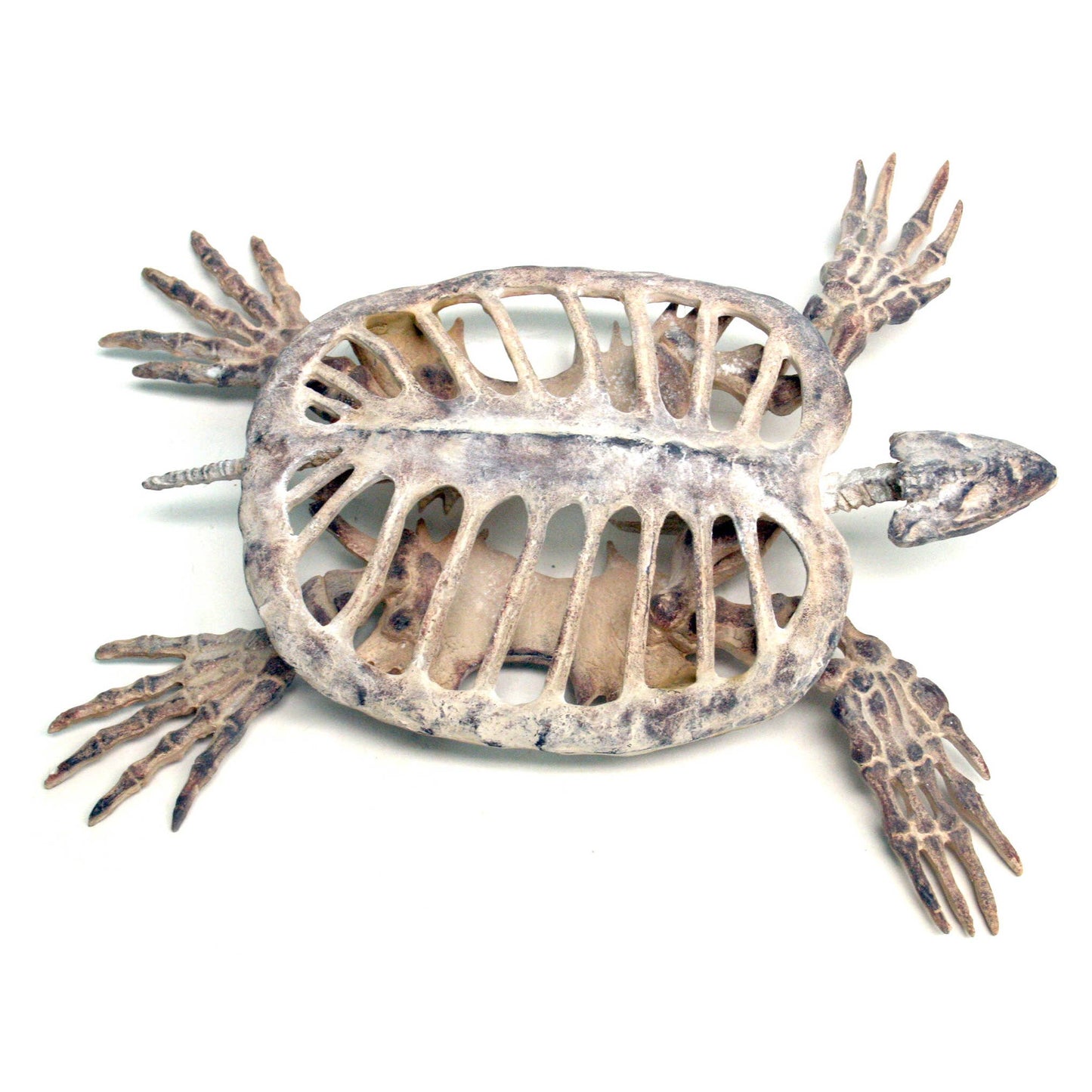 Turtle Fossil