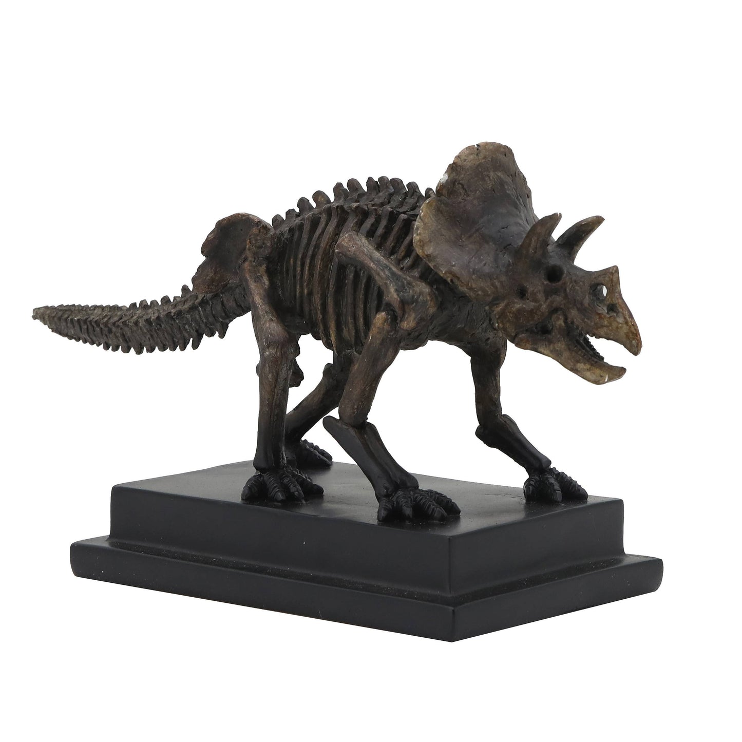 Triceratops Dinosaur Fossil  On Base