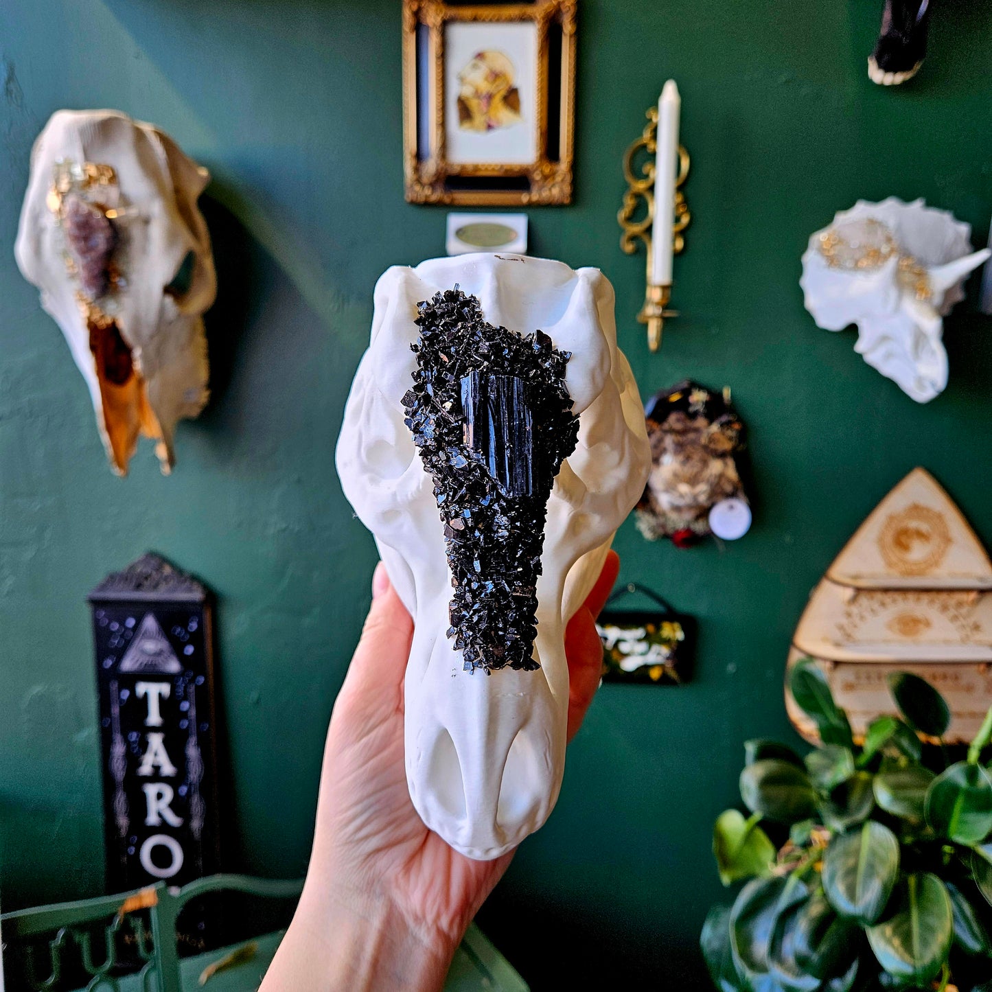 3D Printed T-Rex Skull With Black Tourmaline - Wall Hanging