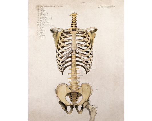 Vintage anatomical illustration | Human anatomy | Antique bones of trunk and pelvis | Medical gift and wall art | Modern Vintage decor