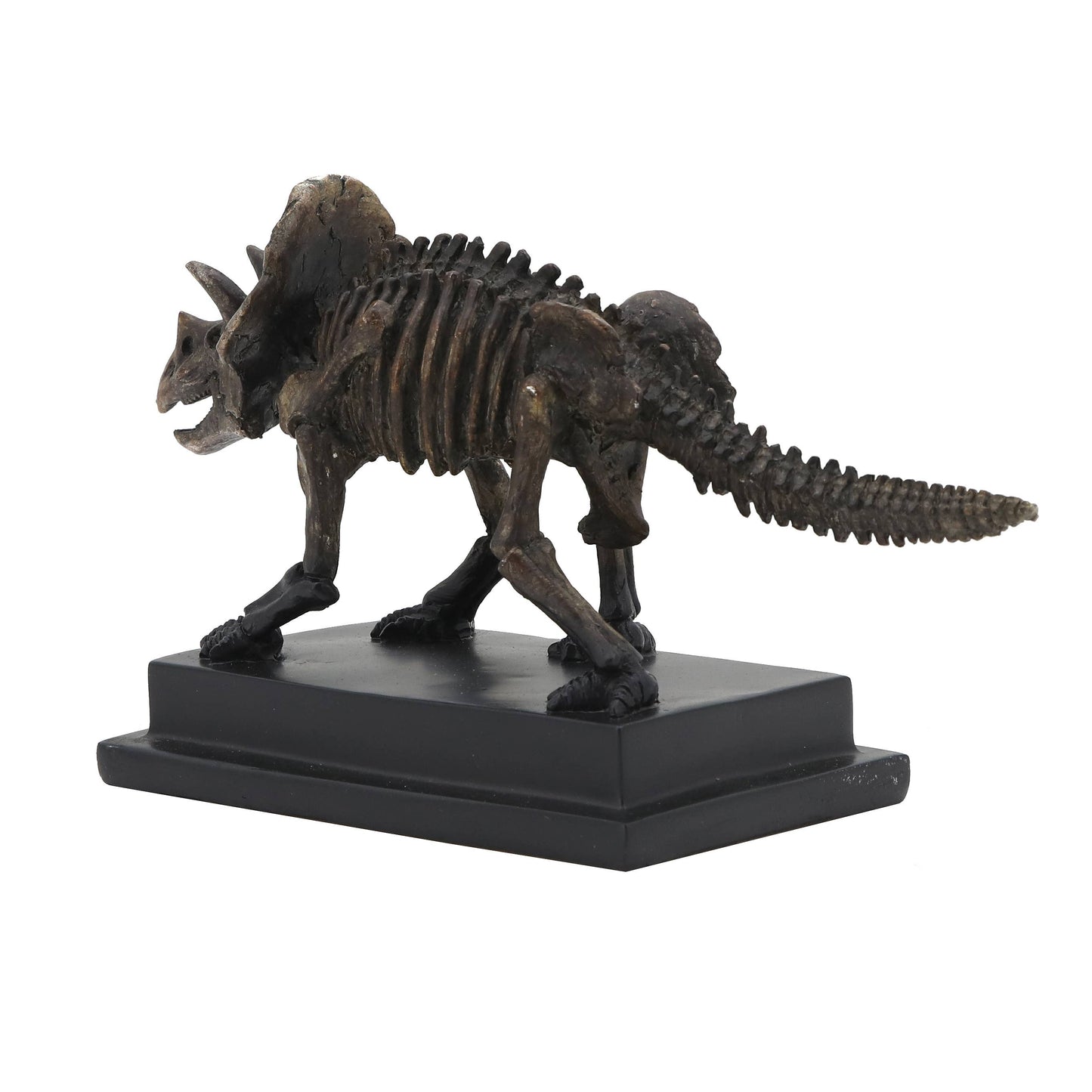 Triceratops Dinosaur Fossil  On Base