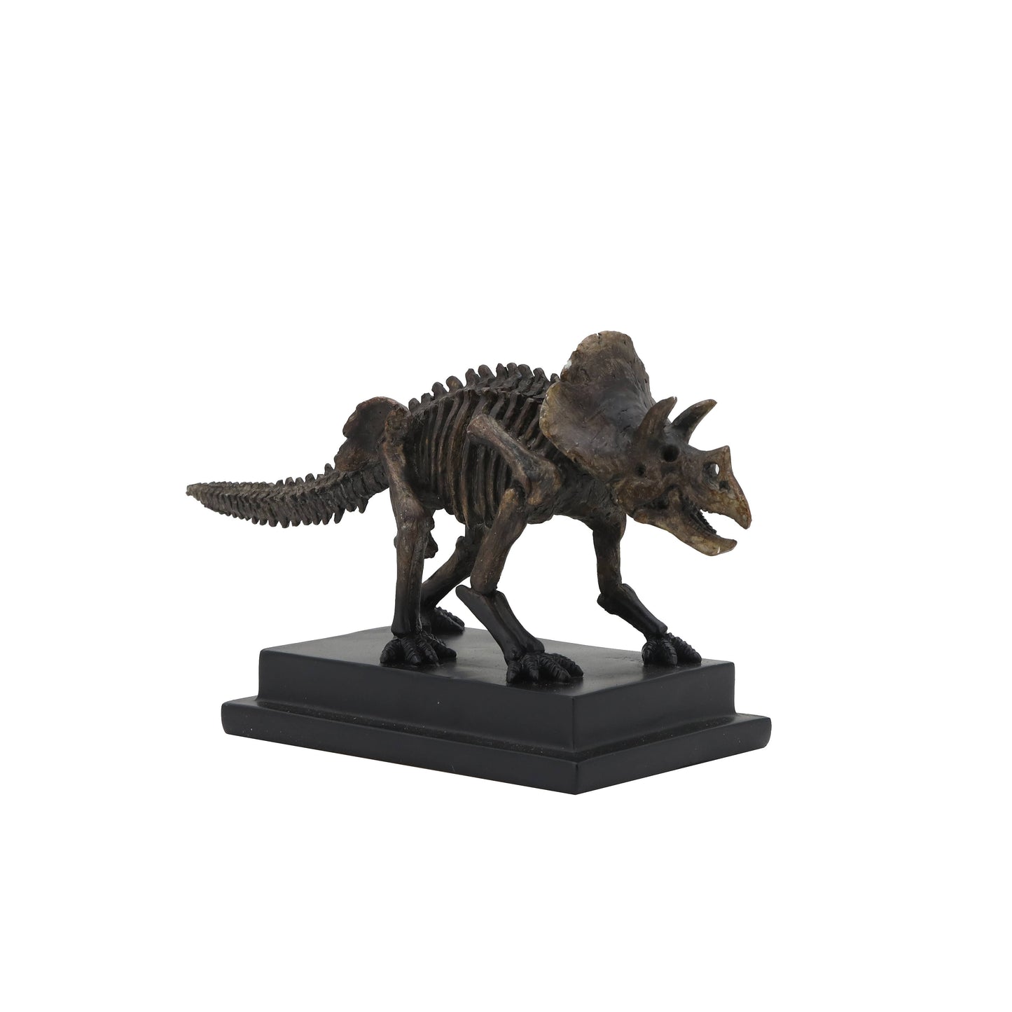 Triceratops Dinosaur Fossil  On Base
