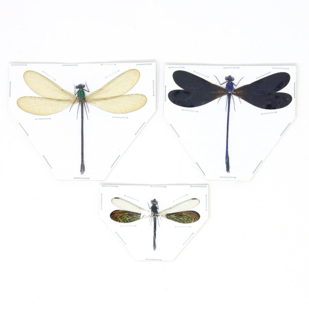 Taxidermy Dragonflies