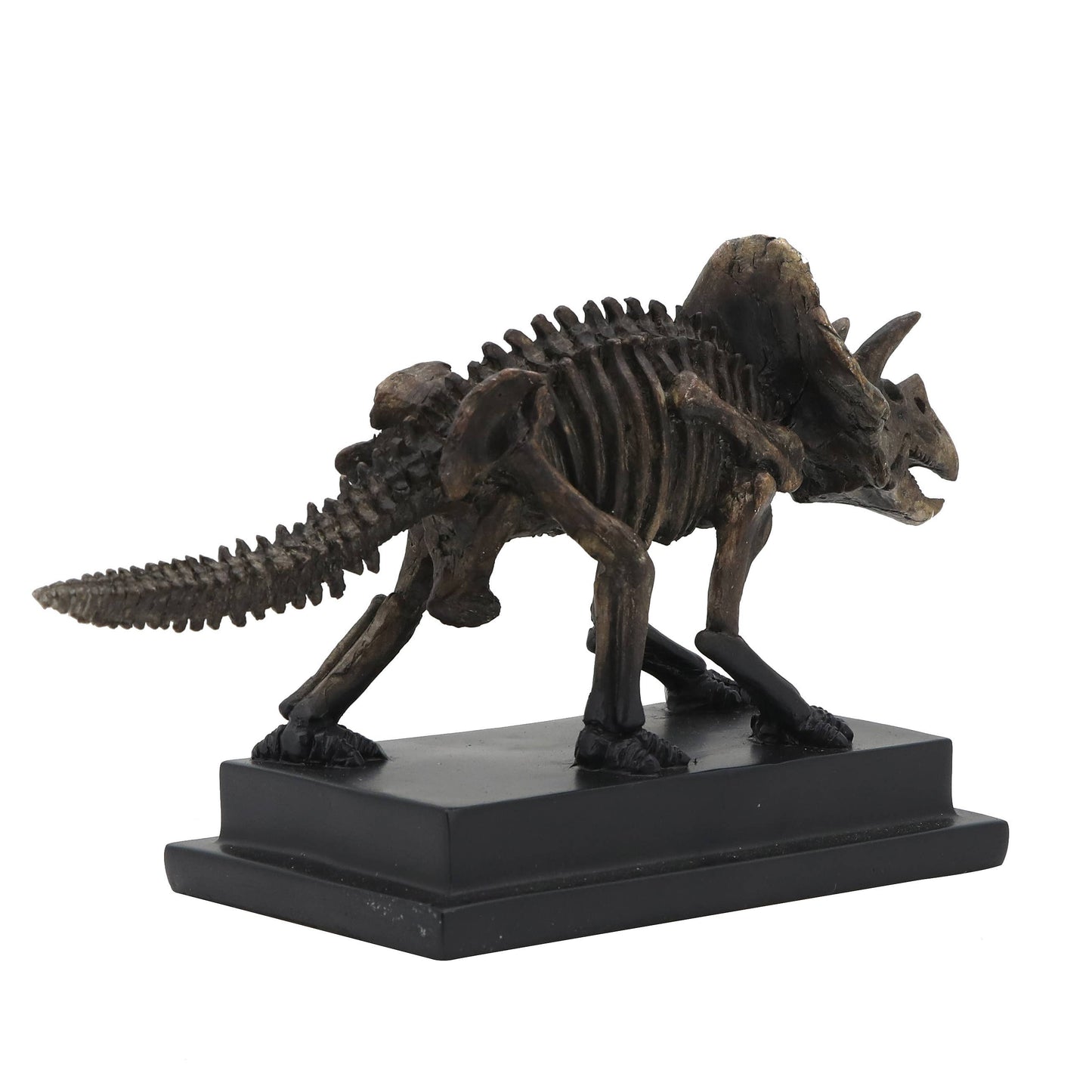 Triceratops Dinosaur Fossil  On Base
