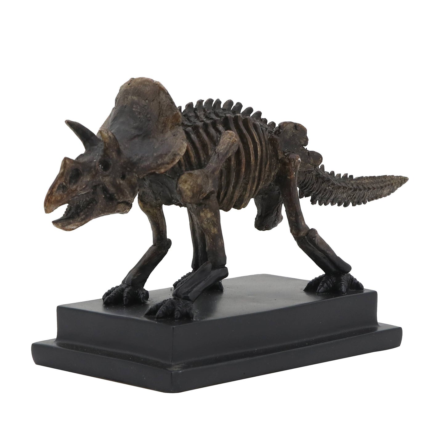 Triceratops Dinosaur Fossil  On Base