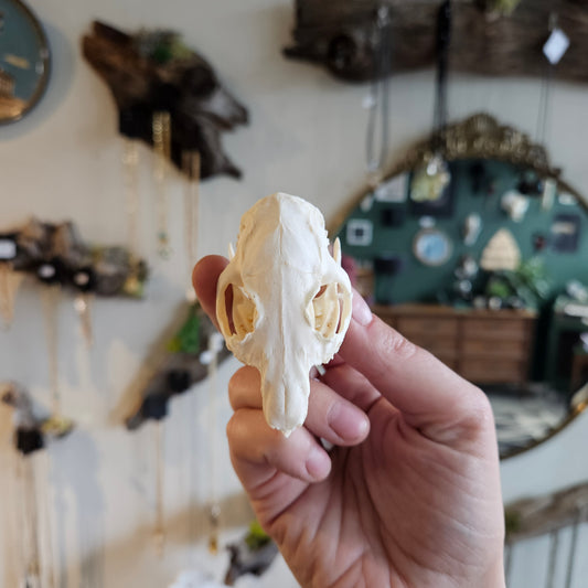 Svelte Rabbitry Guinea Pig Skulls