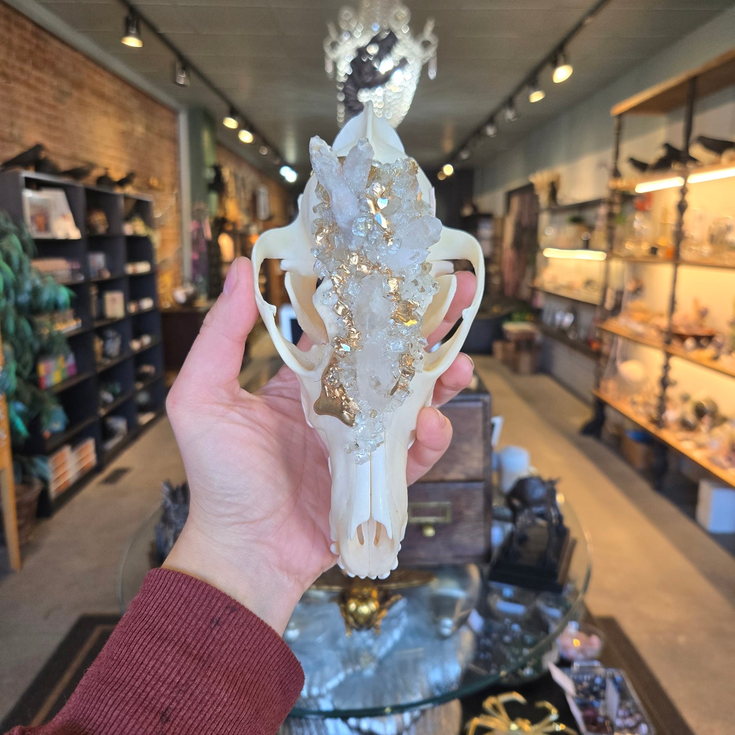 Road 102 Coyote Skull